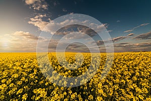 Yellow oilseed field under the blue bright sky