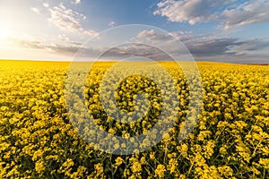 Yellow oilseed field under the blue bright sky