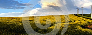 Yellow oilseed field under the blue sky