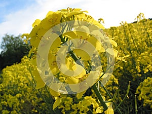 Yellow oilseed flower