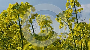 Yellow oilseed flower (differential focus)