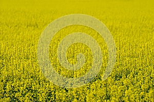 Yellow oilseed rape field with flowers