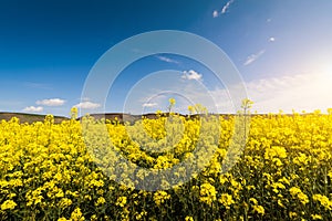 Yellow oilseed field under the blue bright sky