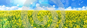 Yellow oilseed field under the blue sky with sun.