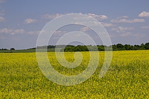 Yellow oilseed rape field under the blue sky with sun