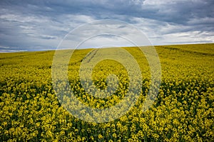 Yellow oilseed rape field under dramatic sky