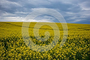 Yellow oilseed rape field under dramatic sky