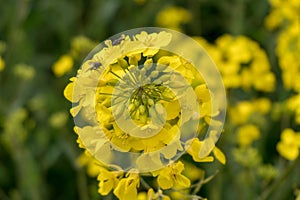 Yellow oilseed rape flower