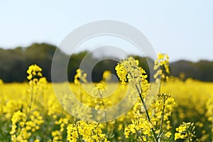 Yellow oilseed rape flower against a farm field