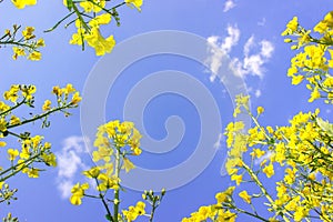 Yellow oilseed flowers on blue sky and clouds background, c