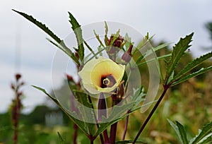 Yellow okra flower, known as Carmine Splendor