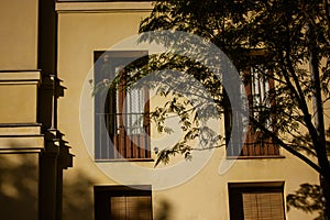 Yellow old building windows, balconies, contrast shadows on European street, a green branching tree on a sunny day. Well