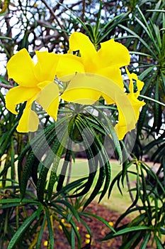 Yellow Oleander