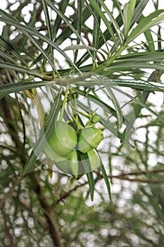 A yellow oleander Cascabela thevetia flower and plant growing, Uganda, Africa