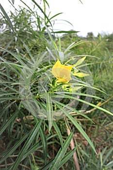 A yellow oleander Cascabela thevetia flower and plant growing, Uganda, Africa