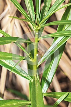 A yellow oleander Cascabela thevetia flower and plant growing, Uganda, Africa