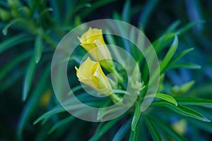 Yellow oleander, Cascabela thevetia Thevetia peruviana, flower