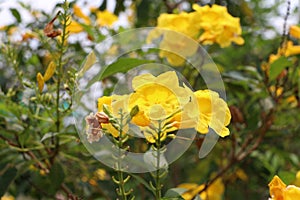 Yellow oleander or Cascabela thevetia on the tree.