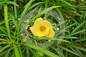 Yellow oleander Flower