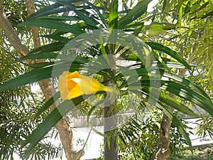 Yellow Oleander Flower - Plants - Nature - Garden.