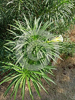 Yellow Oleander or kaner flower plant
