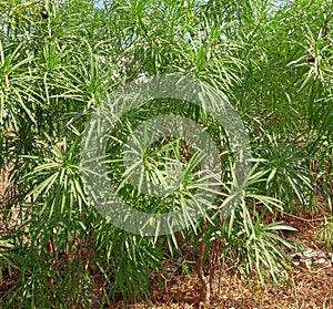 Yellow Oleander or kaner flower plant and leaves