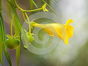 Yellow Oleander Thevetia peruviana , also known as the lucky nut flower