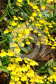 Yellow oncidium Goldiana orchid