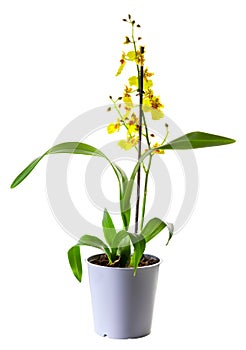 Yellow Oncidium orchid