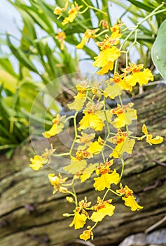 Yellow Oncidium orchid.