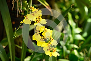 Yellow Oncidium orchid flower blossom in garden