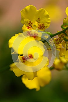 Yellow Oncidium orchid flower in garden
