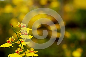 Yellow Oncidium orchid flower with soft focus and blur yellow flower garden background.