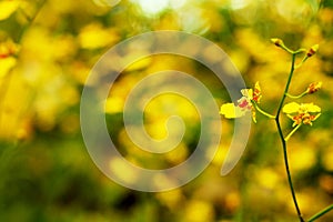 Yellow Oncidium orchid flower with soft focus and blur yellow flower garden background.