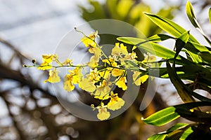 Yellow oncidium orchid flower with sun light