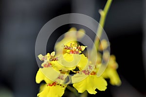 Yellow oncidium orchid or yellow orchid flower ,orchid