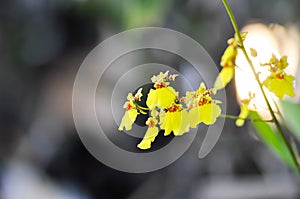 Yellow oncidium orchid or yellow orchid flower ,orchid