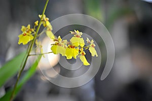 Yellow oncidium orchid or yellow orchid flower ,orchid