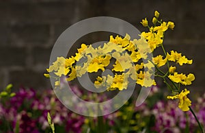 Yellow oncidium orchids with blurry background