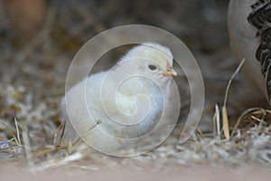 One day old chick