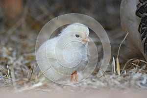 One day old chick