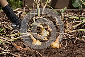 Yellow Onion In Ground With Spade.