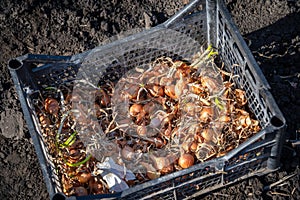 Yellow onion seeds in the box before planting