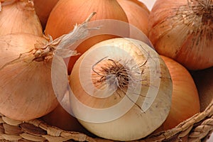 Yellow onions 2