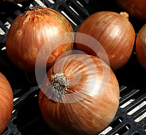 Yellow onions at Farmer`s market