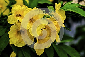 Yellow Opal Vining Senna Flowers Blooming Macro photo