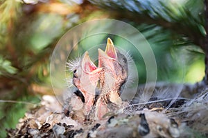 Observación de aves en nido 