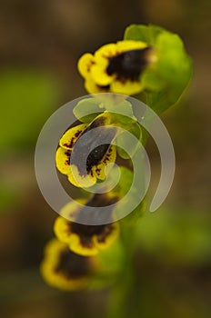Yellow Ophrys Orchid - Ophrys lutea