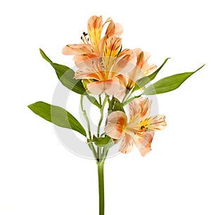 Yellow Orange Alstroemeria Lilly Spray photo