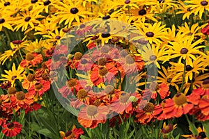 Yellow and orange autumn flower boarder